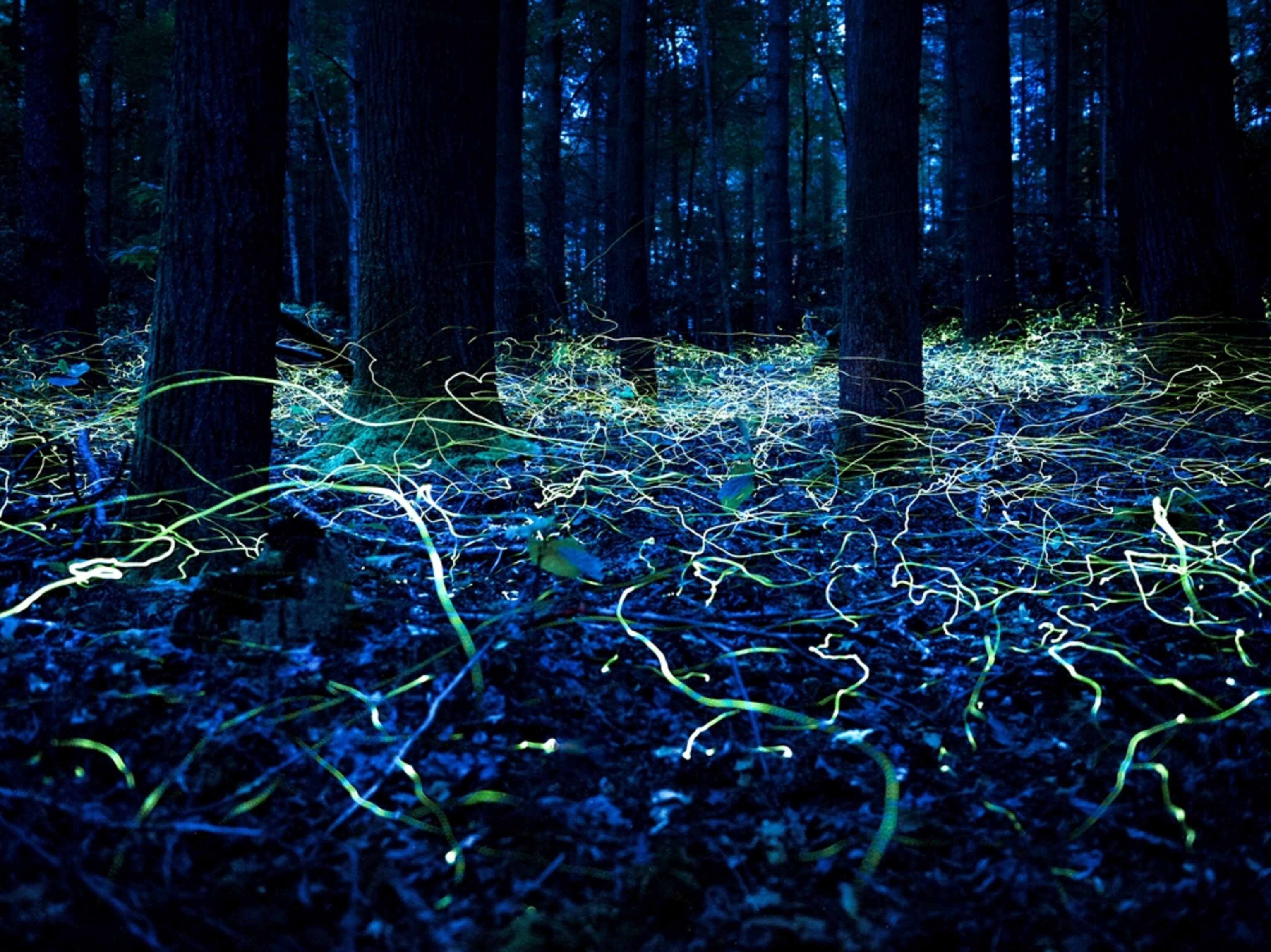 Blue ghost fireflies flying around a forest