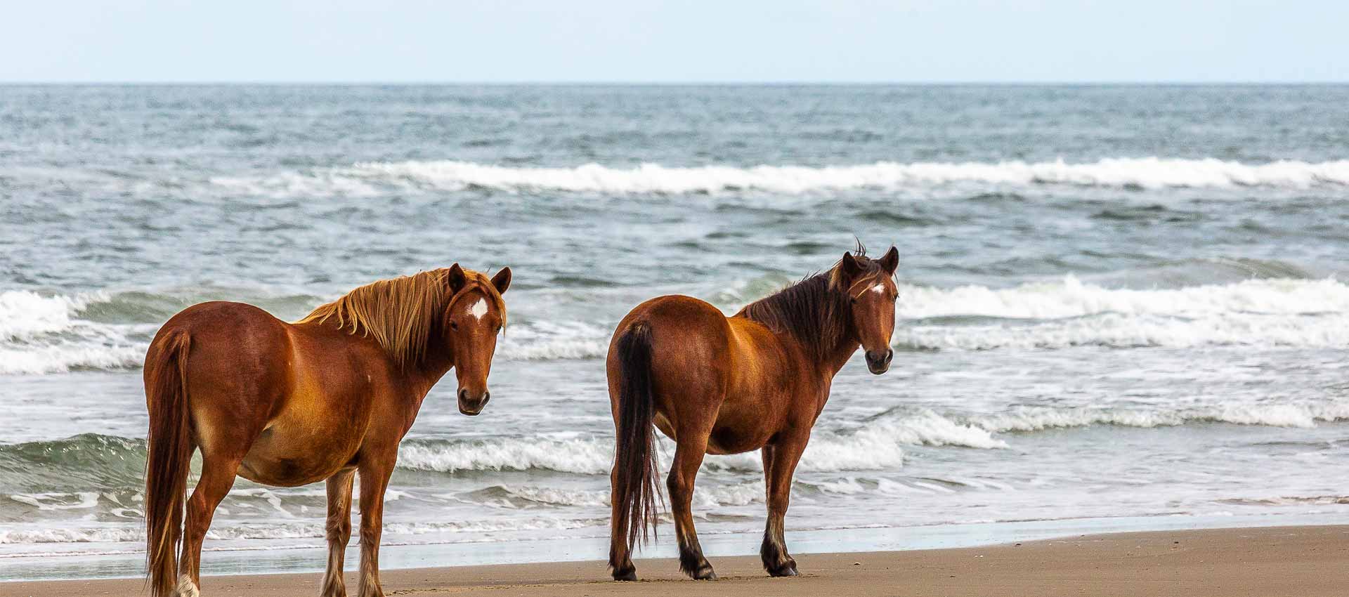 horses walking along beach