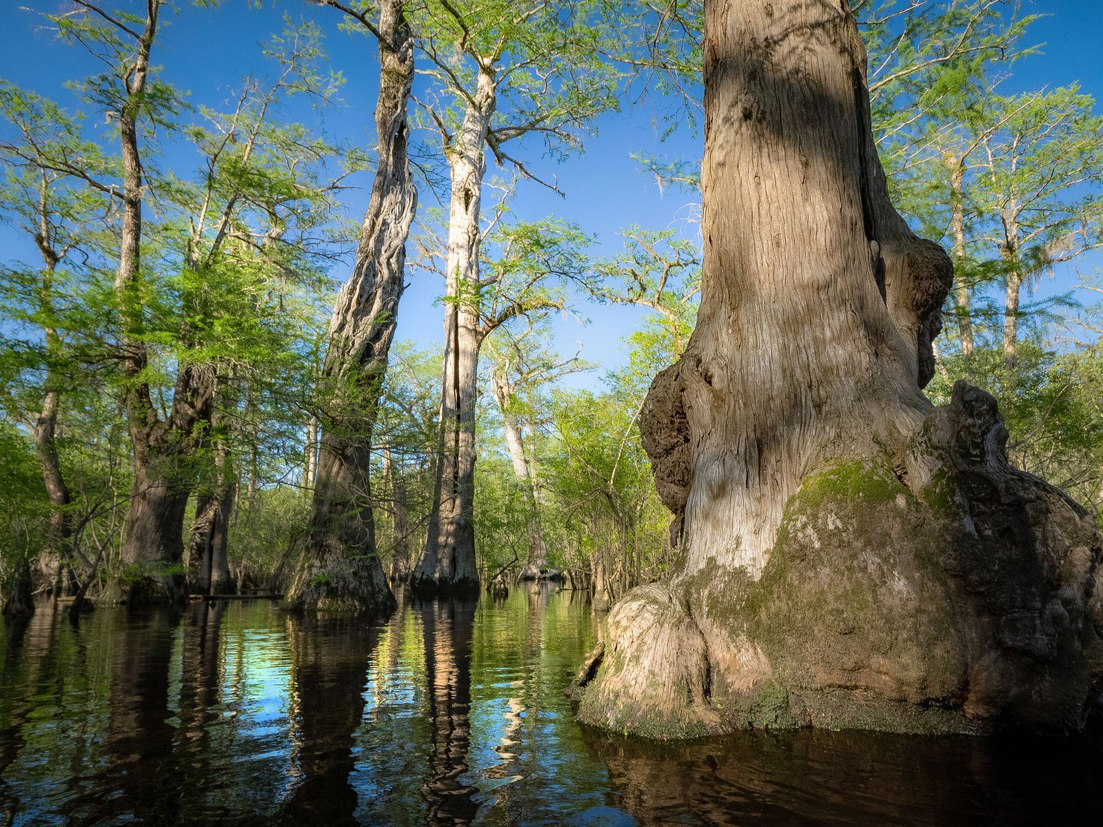 Oldest tree in the Eastern US